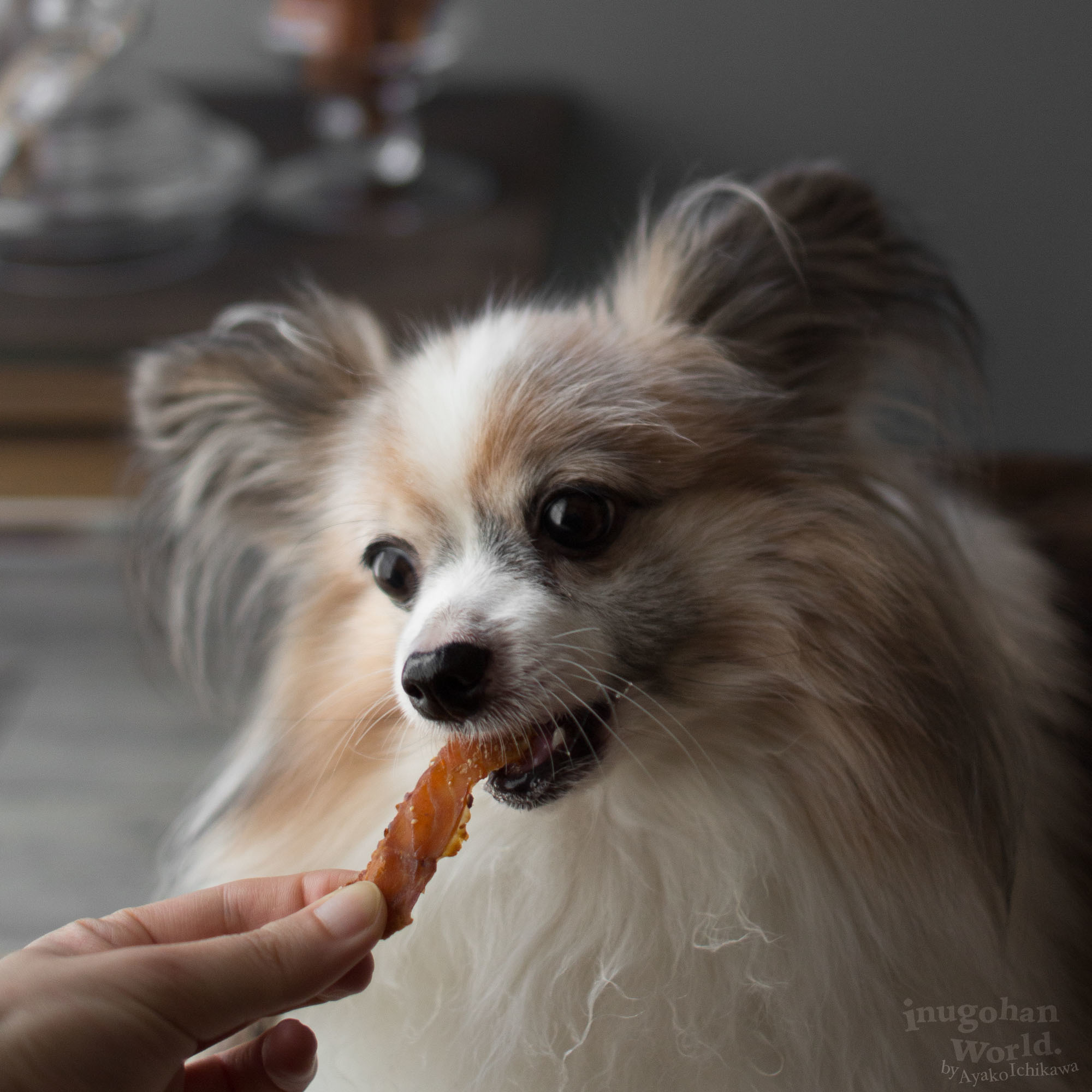 サーモン セサミジャーキー 手作り犬おやつレシピ 犬ごはん先生いちかわあやこ Official Web Site