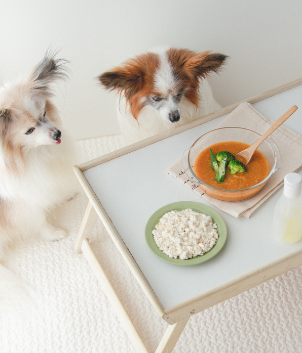 焼き豆腐ライスの野菜カレー 月額限定 手作り犬ごはんレシピ 犬ごはん先生いちかわあやこ Official Web Site
