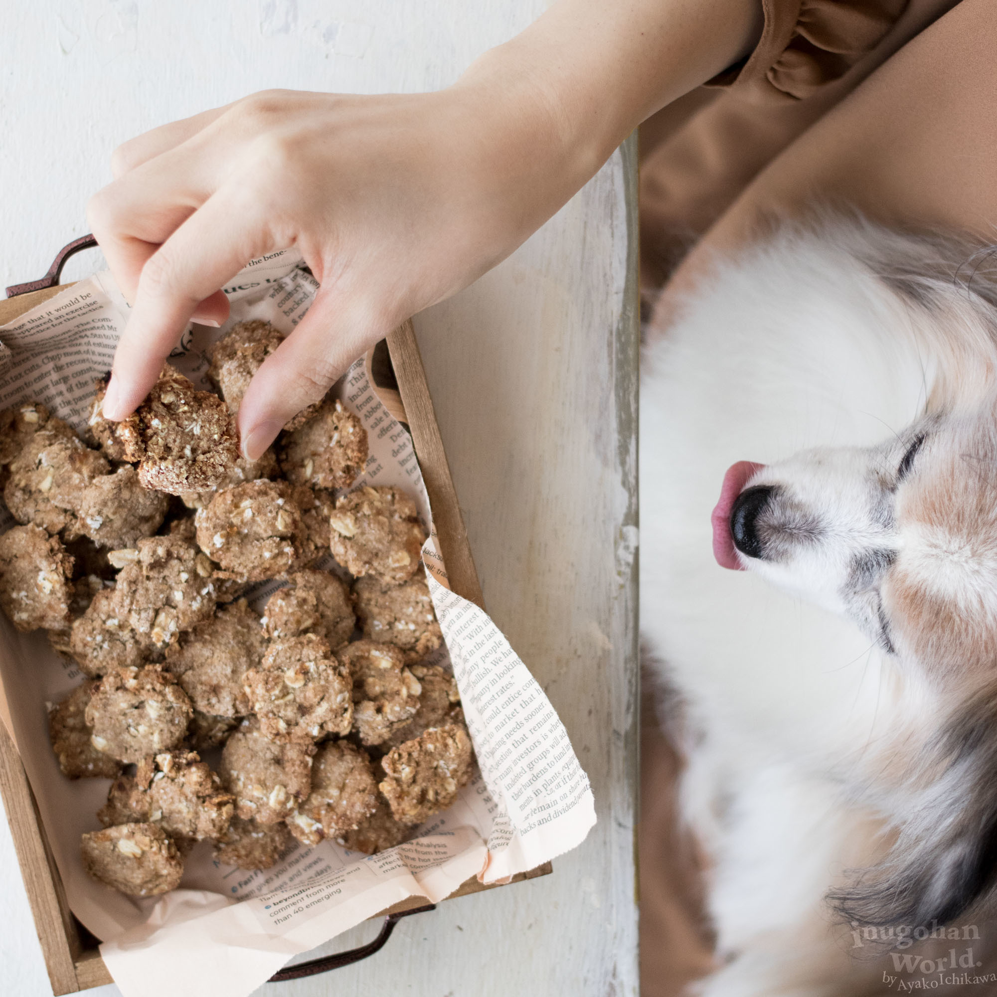 いつものクッキー をリッチにアレンジ 砂糖不使用ブルーベリージャムのクッキーサンド 手作り犬おやつレシピ 犬ごはん先生いちかわあやこ Official Web Site