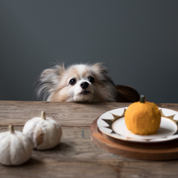 ダイエットにもおすすめ かぼちゃ包みハンバーグ 手作り犬おやつレシピ 犬ごはん先生いちかわあやこ Official Web Site