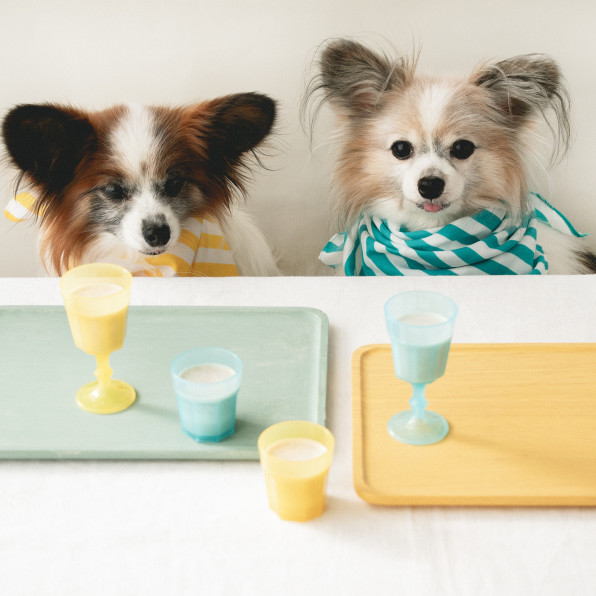 トッピングにもおすすめ 飲むお肉 かぶと豚肉のシェイク 手作り犬おやつレシピ 犬ごはん先生いちかわあやこ Official Web Site