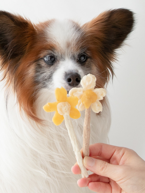 Wanqol わんクォール 市販のペースト犬おやつと歯磨きガムの犬用アイスレシピ掲載 犬ごはん先生いちかわあやこ Official Web Site