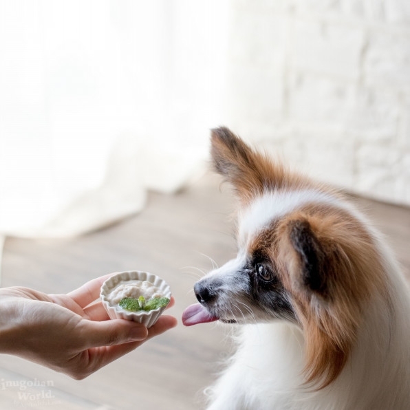 愛犬の熱中症対策に 豆腐と甘酒の手作りアイス 手作り犬おやつレシピ 犬ごはん先生いちかわあやこ Official Web Site