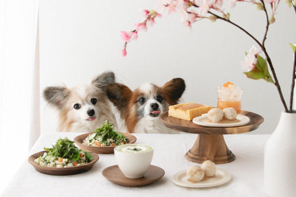春の犬とのおうち時間にも 和風アフタヌーンティー犬ごはんと犬おやつレシピ 犬ごはん先生いちかわあやこ Official Web Site