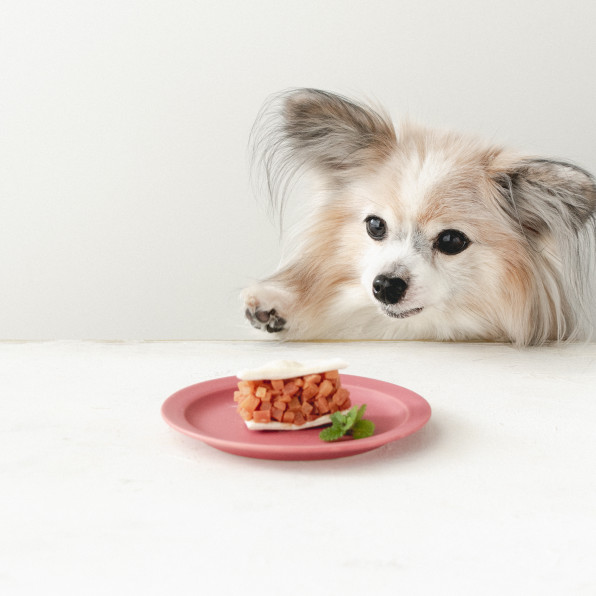 50kcal ノンオイルクッキー りんごのフロランタン風クッキーサンド 手作り犬おやつ 犬ごはん先生いちかわあやこ Official Web Site