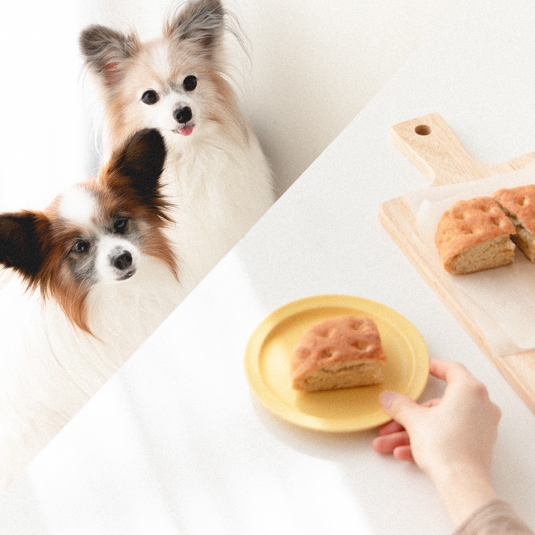 Wanqol わんクォール 犬用パン バナナフォカッチャのレシピ掲載 犬ごはん先生いちかわあやこ Official Web Site