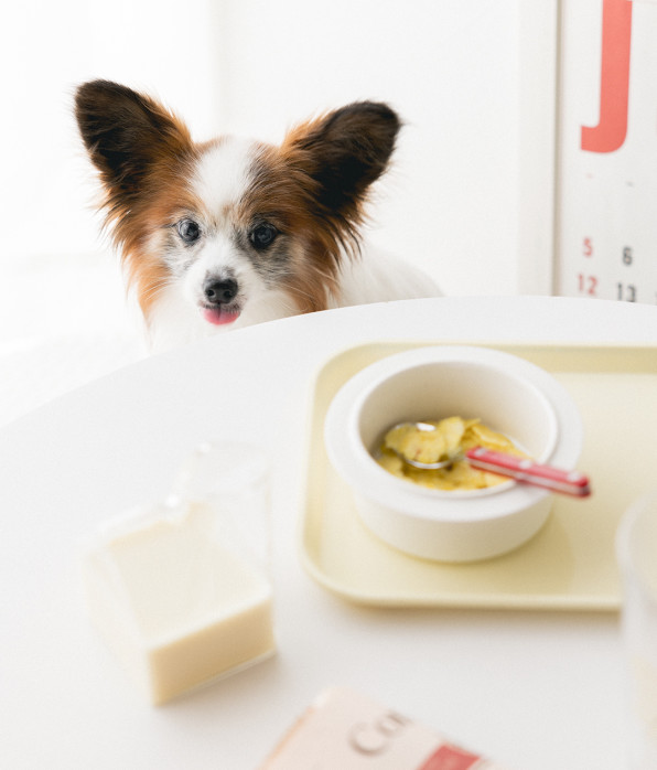 材料ひとつ レンチン犬おやつ さつまいもフレーク 手作り犬おやつレシピ 犬ごはん先生いちかわあやこ Official Web Site