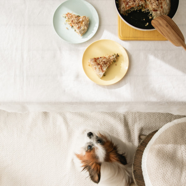 焼くだけ簡単 豚肉とごはんのお好み焼き 月額限定 手作り犬ごはんレシピ 犬ごはん先生いちかわあやこ Official Web Site