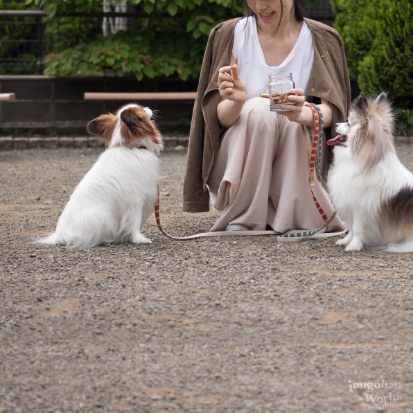 砂糖不使用 きなこと米粉のカリカリぼーろ 手作り犬おやつレシピ 犬ごはん先生いちかわあやこ Official Web Site