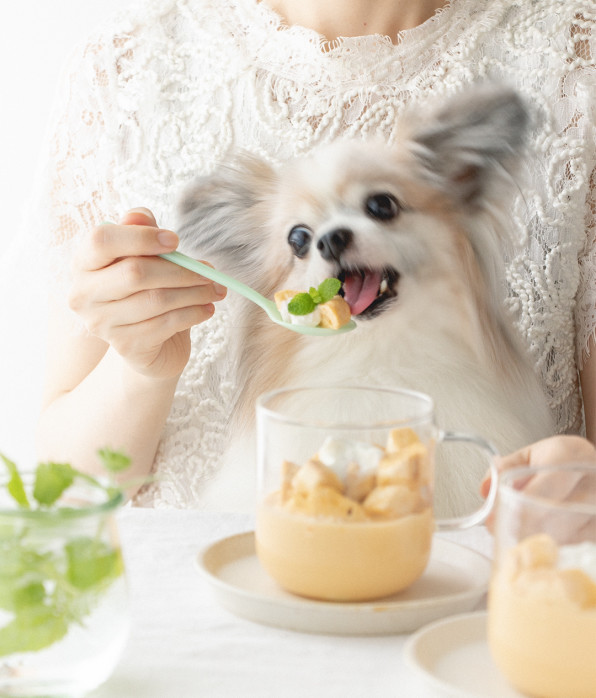 レンジで2分 食パン不要のマグカップフレンチトーストプリン 手作り犬おやつレシピ 犬ごはん先生いちかわあやこ Official Web Site