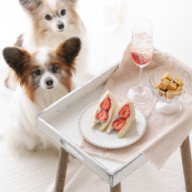 とんこつラーメンをスープから作る 中華麺は犬に与えて大丈夫か考えてみる 犬ごはん先生いちかわあやこ Official Web Site とんこつラーメンをスープから作る 中華麺は犬に与えて大丈夫か考えてみる 犬ごはん先生いちかわあやこ Official Web Site