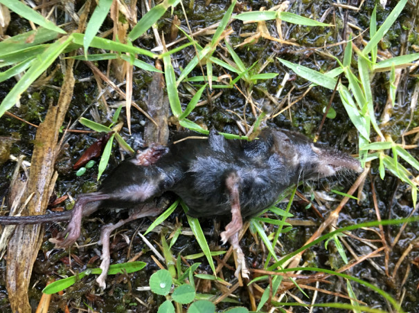 天蓋公園で未確認生物発見か ボルボクス