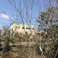 なぜ庭に木を植えるのか Part 埼玉県深谷市 庭 大和造園