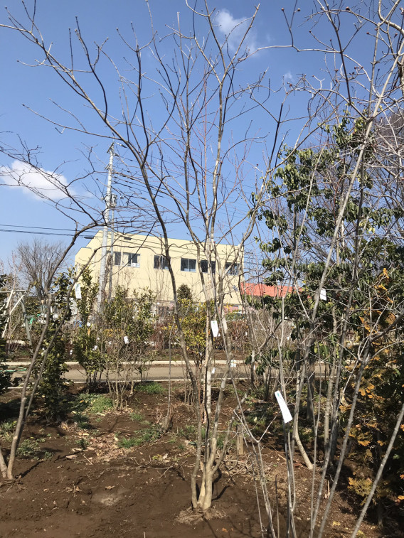 山採り天然 アオダモ 21 （山採り天然株。アオダモ。。 植物/観葉植物） 