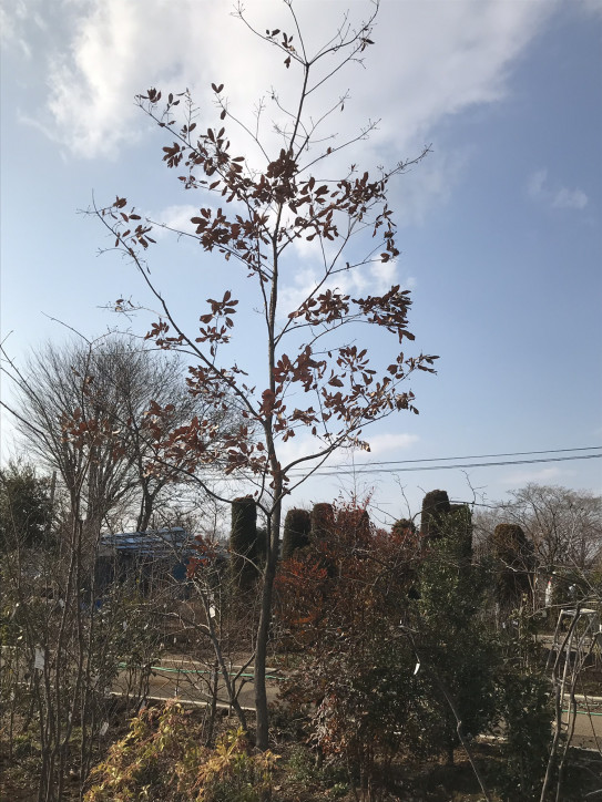 花園グリーンセンター 深谷 埼玉県深谷市 庭 大和造園