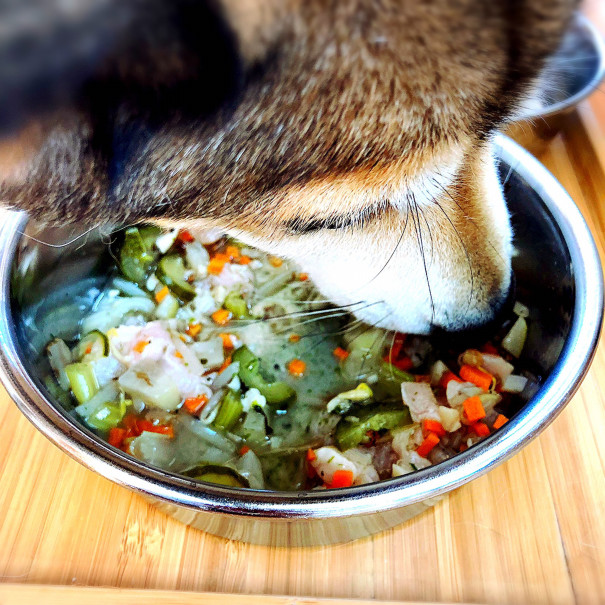 それ 腎臓病ですか ごはんのちから しぜんのくすり Necco舎 Natural Care For Dogs