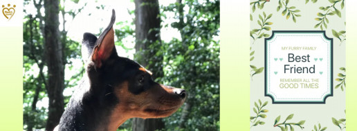 氷の音 Dog S Heart ドッグズハート 犬との暮し方教室 Tタッチ 子犬 問題行動 ドッグトレーニング 名古屋市 安城市 氷の音 Dog S Heart ドッグズハート 犬との暮し方教室 Tタッチ 子犬 問題行動 ドッグトレーニング 名古屋市 安城市