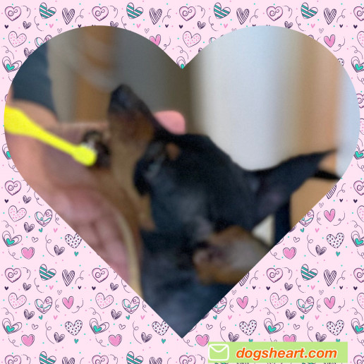 4月 スタート募集中 Dog S Heart ドッグズハート 犬との暮し方教室 Tタッチ 子犬 問題行動 ドッグトレーニング 名古屋市 安城市 4月 スタート募集中 Dog S Heart ドッグズハート 犬との暮し方教室 Tタッチ 子犬 問題行動 ドッグトレーニング 名古屋市 安城市