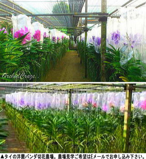 定年後の生甲斐 洋蘭バンダ切花出荷 豪華な洋蘭の花に囲まれた超軽作業農業 全くの未経験でｏｋ Mitoya S Ownd