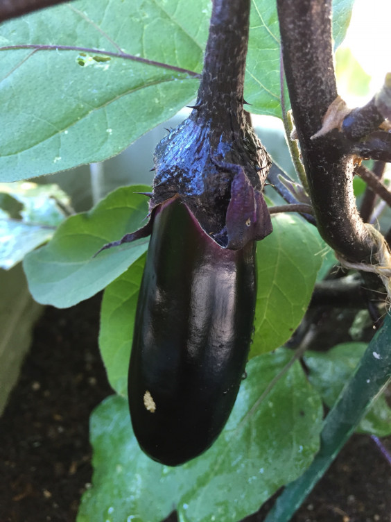 18 仙台長なす 茄子を愛する会