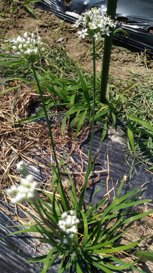 ニラに花が咲きました 新規就農さいばい日記