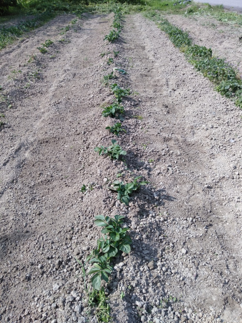 じゃがいもの土寄せをしました 新規就農さいばい日記