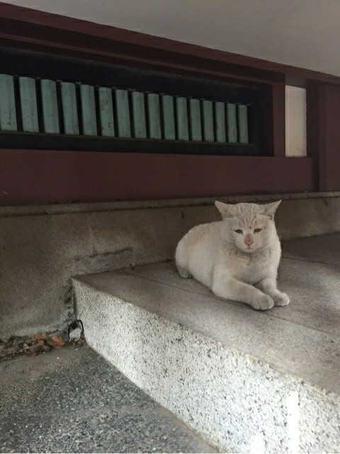 幸せを呼ぶ猫 濱口和弥