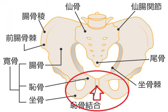 こころもからだも痛い 恥骨結合離開 いくじサポート ビーズ