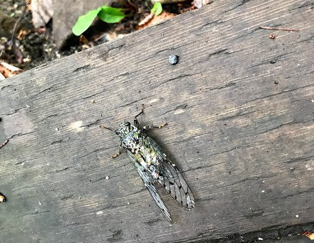 低温のため地面に落ちたセミ