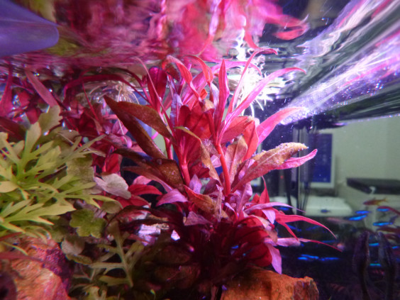 赤い水草 エビズキーナ ニャーソン S Ownd 赤い水草 エビズキーナ ニャーソン S Ownd