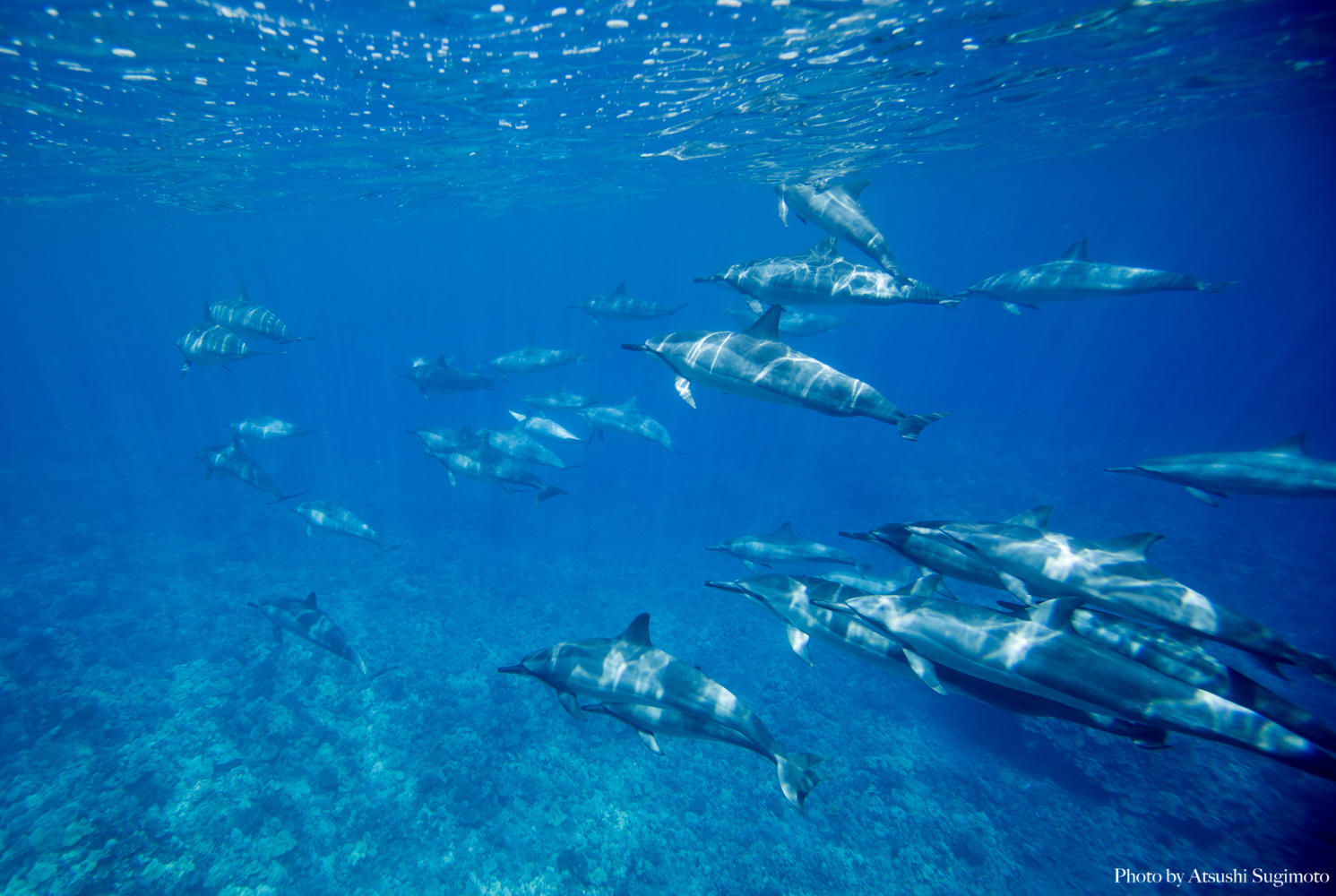 Dolphin swim in Kona, Big Island | ATSUSHI SUGIMOTO FINE ART PHOTOGRAPHY