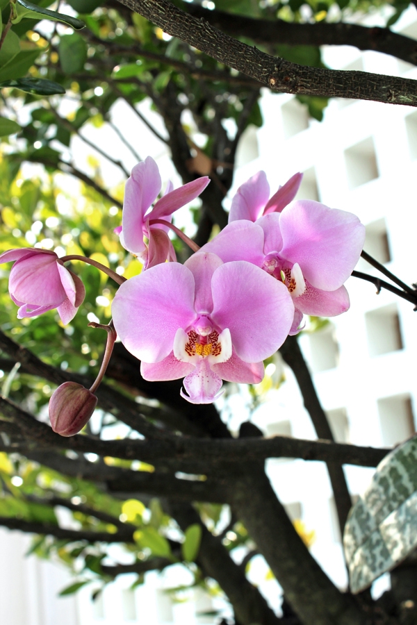 Phal. schilleriana 'Pink Butterfly' AM/AOS | f2sp