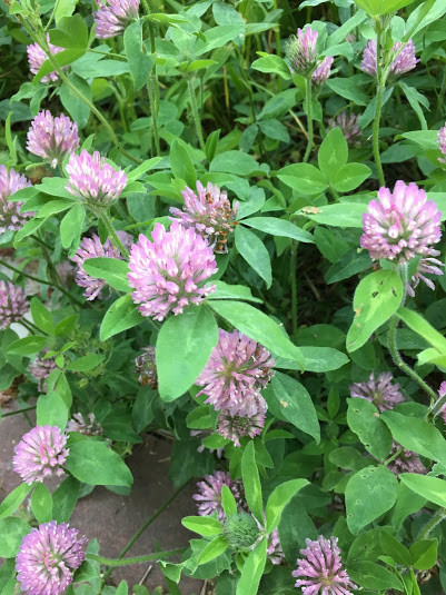 アカツメクサ 京都市桂坂 植物図鑑