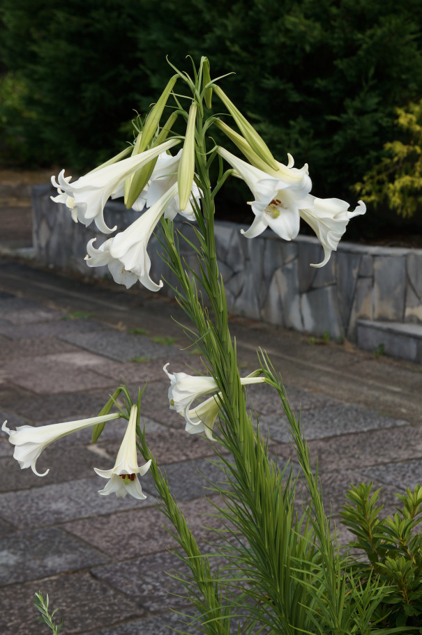 シンテッポウユリ 京都市桂坂 植物図鑑