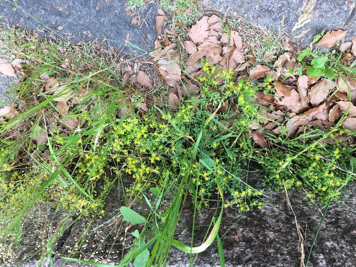 コモチマンネングサ 京都市桂坂 植物図鑑