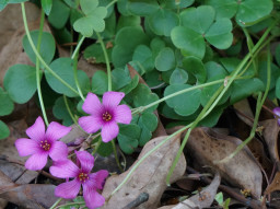 春の植物 京都市桂坂 植物図鑑