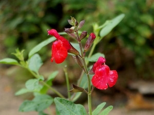 チェリーセージ Cherry Sage ハーブ アロマ図鑑 チェリーセージ Cherry Sage ハーブ アロマ図鑑