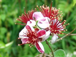 フトモモ科 ハーブ アロマ図鑑