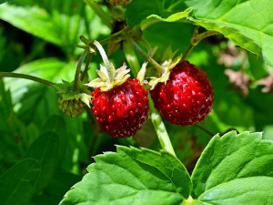 ワイルドストロベリー Wild Strawberry ハーブ アロマ図鑑 ワイルドストロベリー Wild Strawberry ハーブ アロマ図鑑