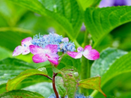 アジサイ科 ハーブ アロマ図鑑 アジサイ科 ハーブ アロマ図鑑
