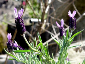 ストエカス系ラベンダー French Lavender ハーブ アロマ図鑑