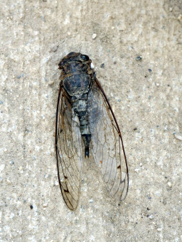 京都市桂坂 動物図鑑の記事一覧 ページ2