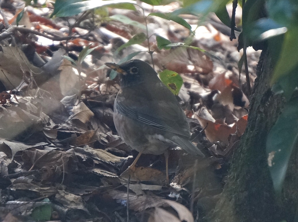 シロハラ 京都市桂坂 動物図鑑