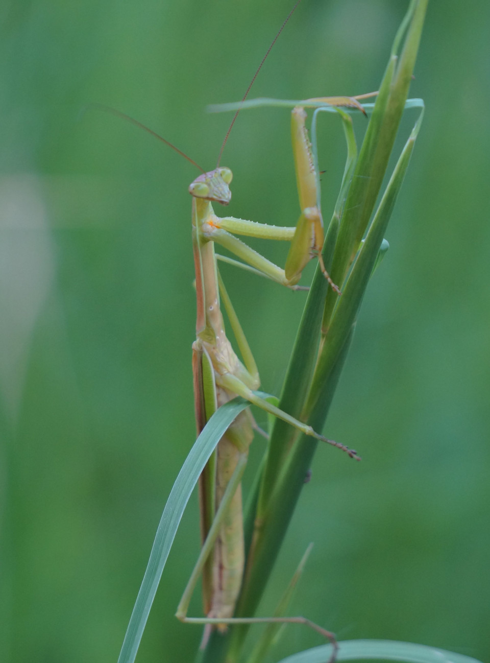 チョウセンカマキリ 京都市桂坂 動物図鑑