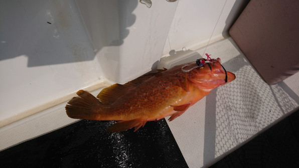 タイラバ アコウ イカ釣り 白イカ 京都 間人港 遊漁船 Goldrush