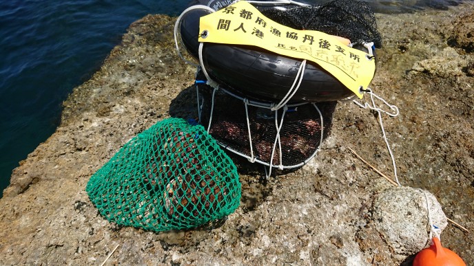 素潜り漁 サザエ・アワビ | 京都 間人港 遊漁船 「GOLDRUSH」