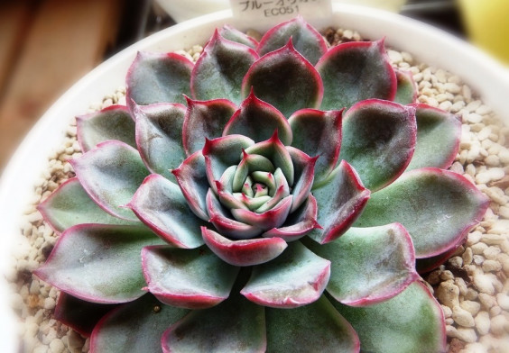 エケベリア ブルーオリオン むーさんの多肉