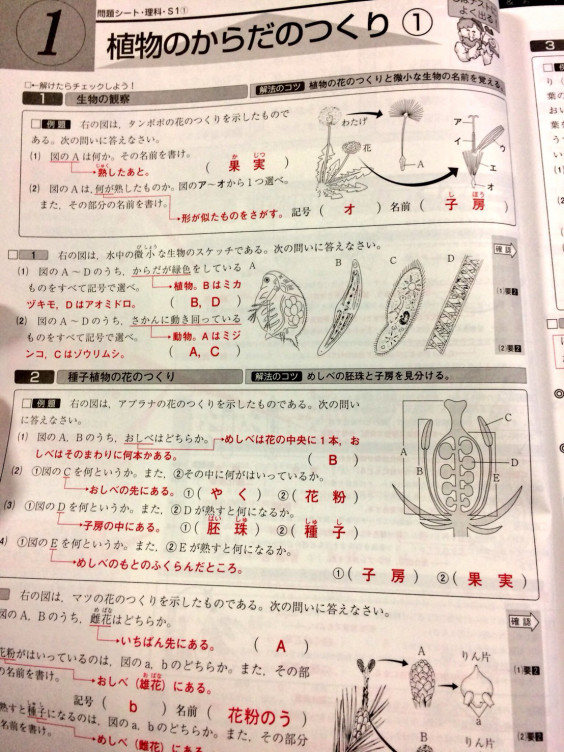 岐阜県岐阜市のご家庭まで家庭教師へ 小学５年生の理科と英語にの