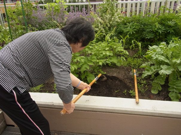 園芸療法 7 14 ジャガイモの土寄せ ニンジンの間引き 老健かけはし ブログ