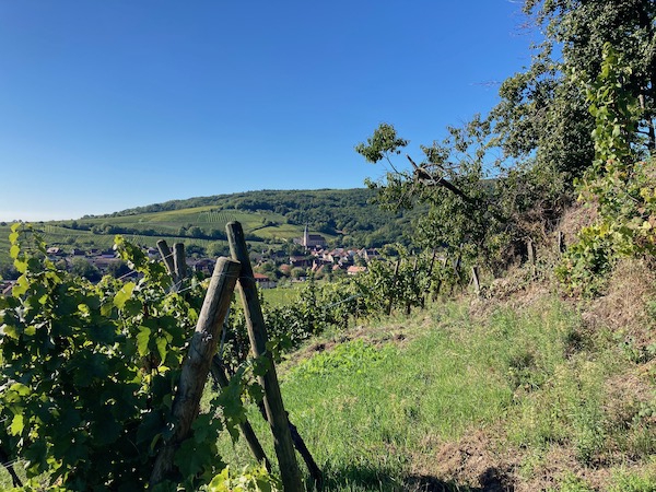 フランス 🇫🇷 アルザス地方でワイン用ブドウの収穫作業ヴァン フランス 🇫🇷 アルザス地方でワイン用ブドウの収穫作業ヴァン